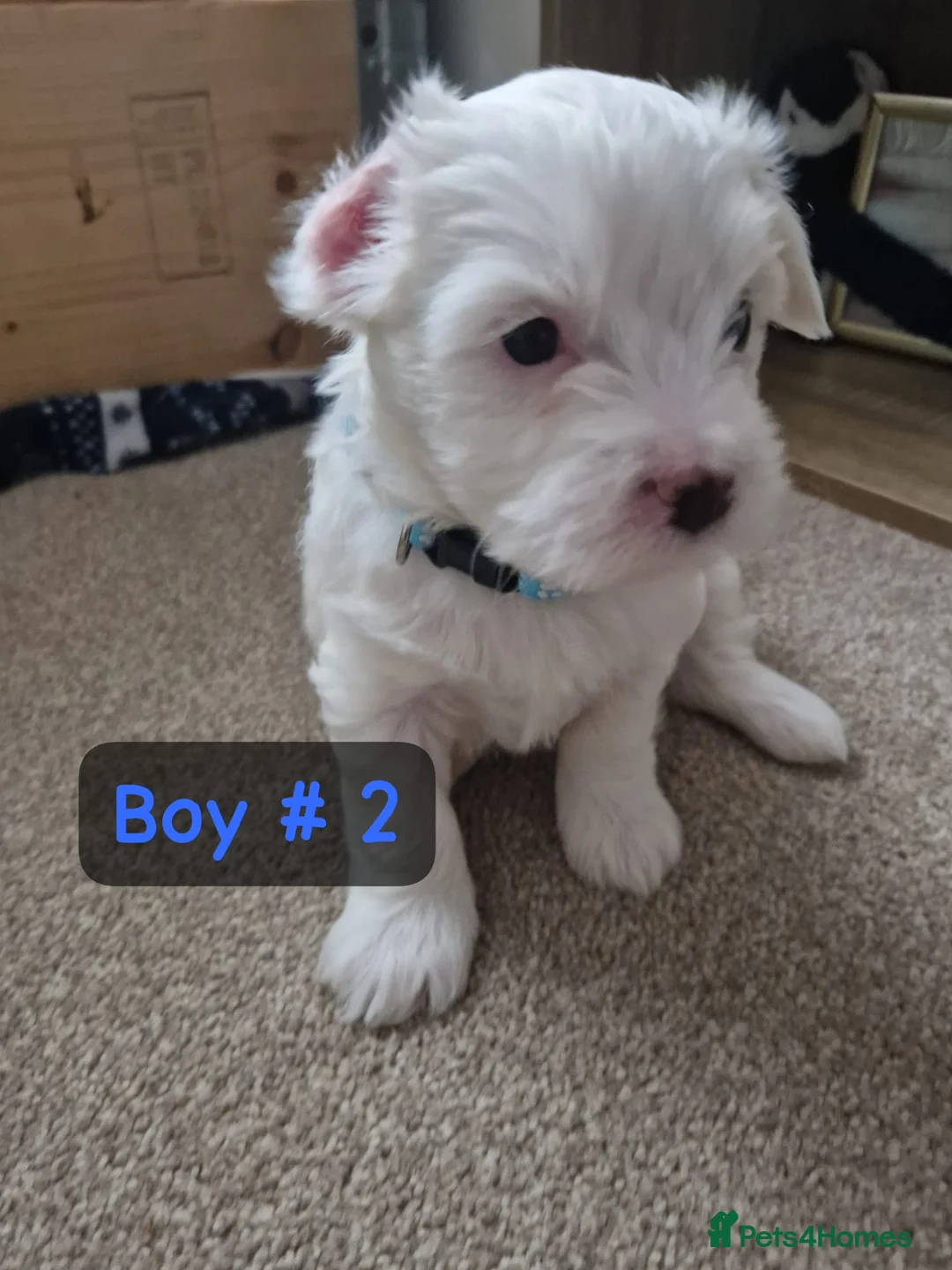 Bichon Frise dogs for sale: 3 bichions for sale - Advert 7