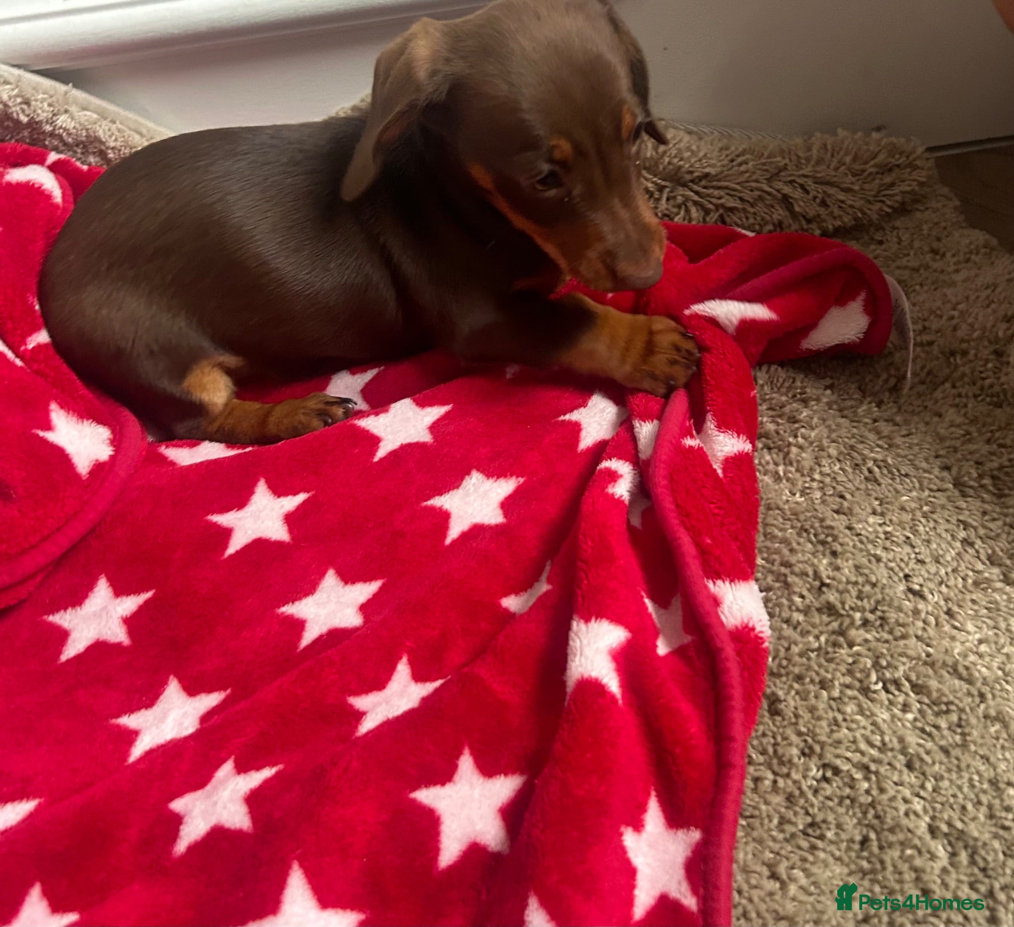 Miniature Dachshund dogs Miniature chocolate and tan dachshund - Advert 1