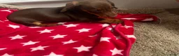 Miniature Dachshund dogs for sale: Miniature chocolate and tan dachshund in Leeds - Advert 3