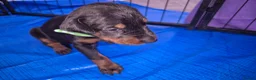 Dobermann dogs for sale: ⭐️⭐️⭐️⭐️⭐️ KC Reg European Dobermann puppies - Advert 7