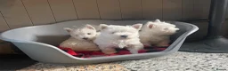 West Highland Terrier dogs for sale: Beautiful Westie’s for sale  - Advert 12