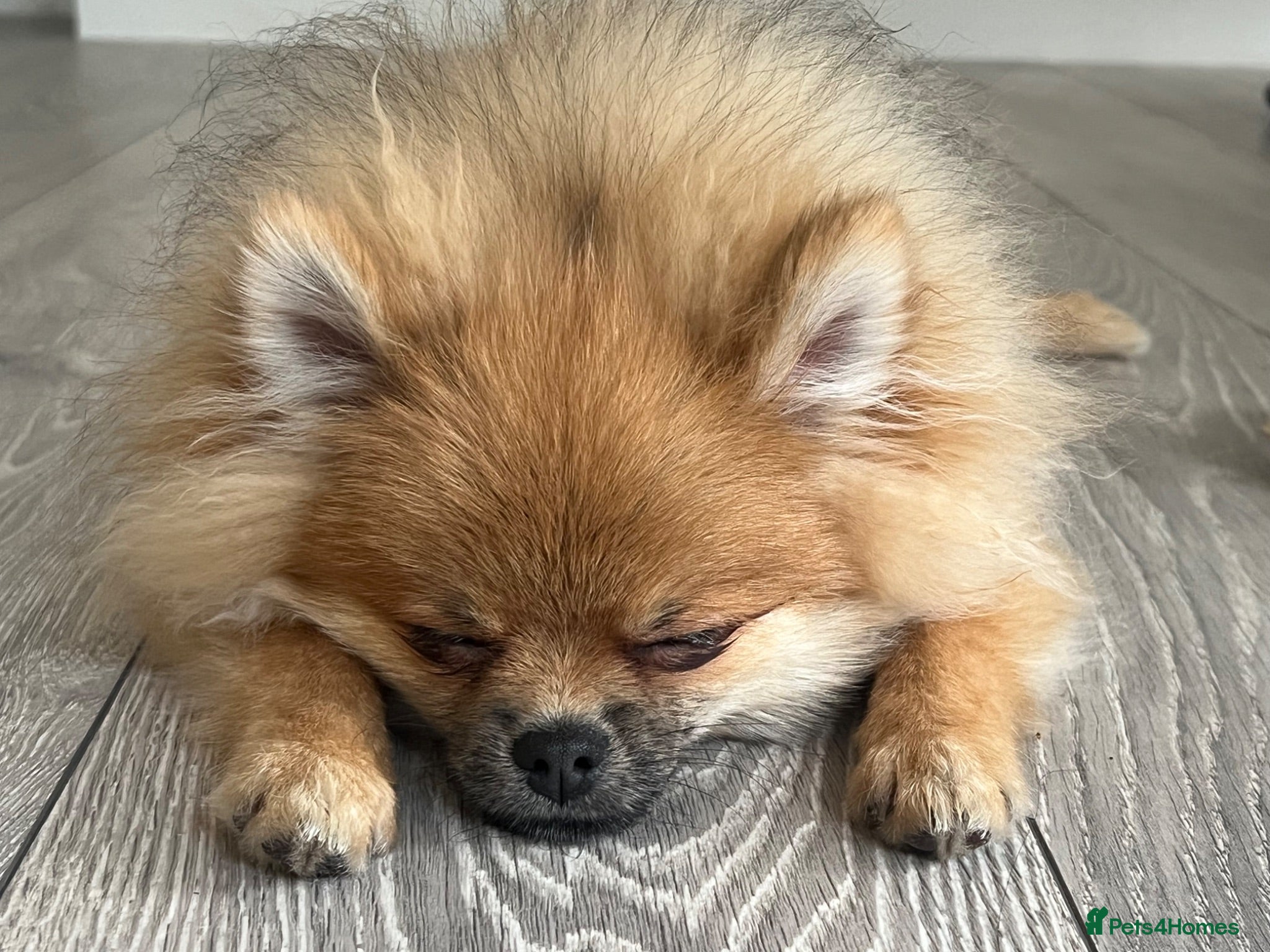 Pomeranian dogs Male Pomeranian puppy - Advert 5