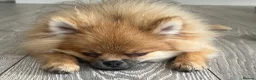 Pomeranian dogs for sale: Male Pomeranian puppy - Advert 1