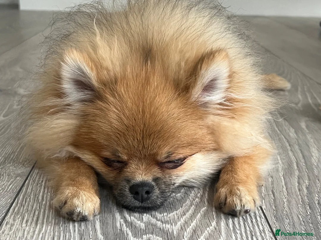 Pomeranian dogs for sale: Male Pomeranian puppy - Advert 1