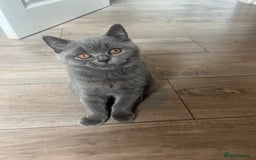 British Shorthair cats for sale: British Blue Shorthair Kittens(Male) 1 available - Image 18