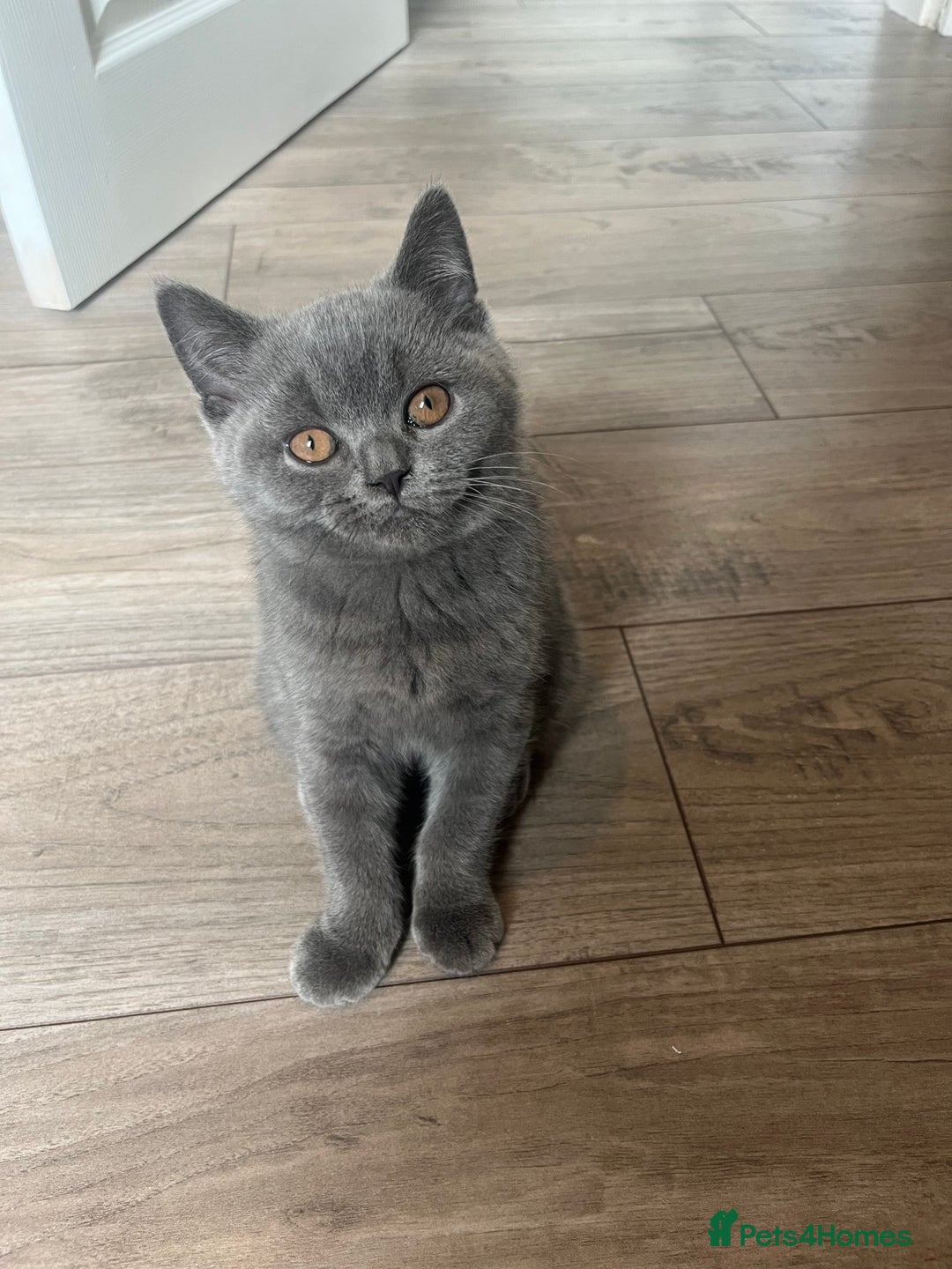 British Shorthair cats for sale: British Blue Shorthair Kittens(Male) 1 available - Image 18