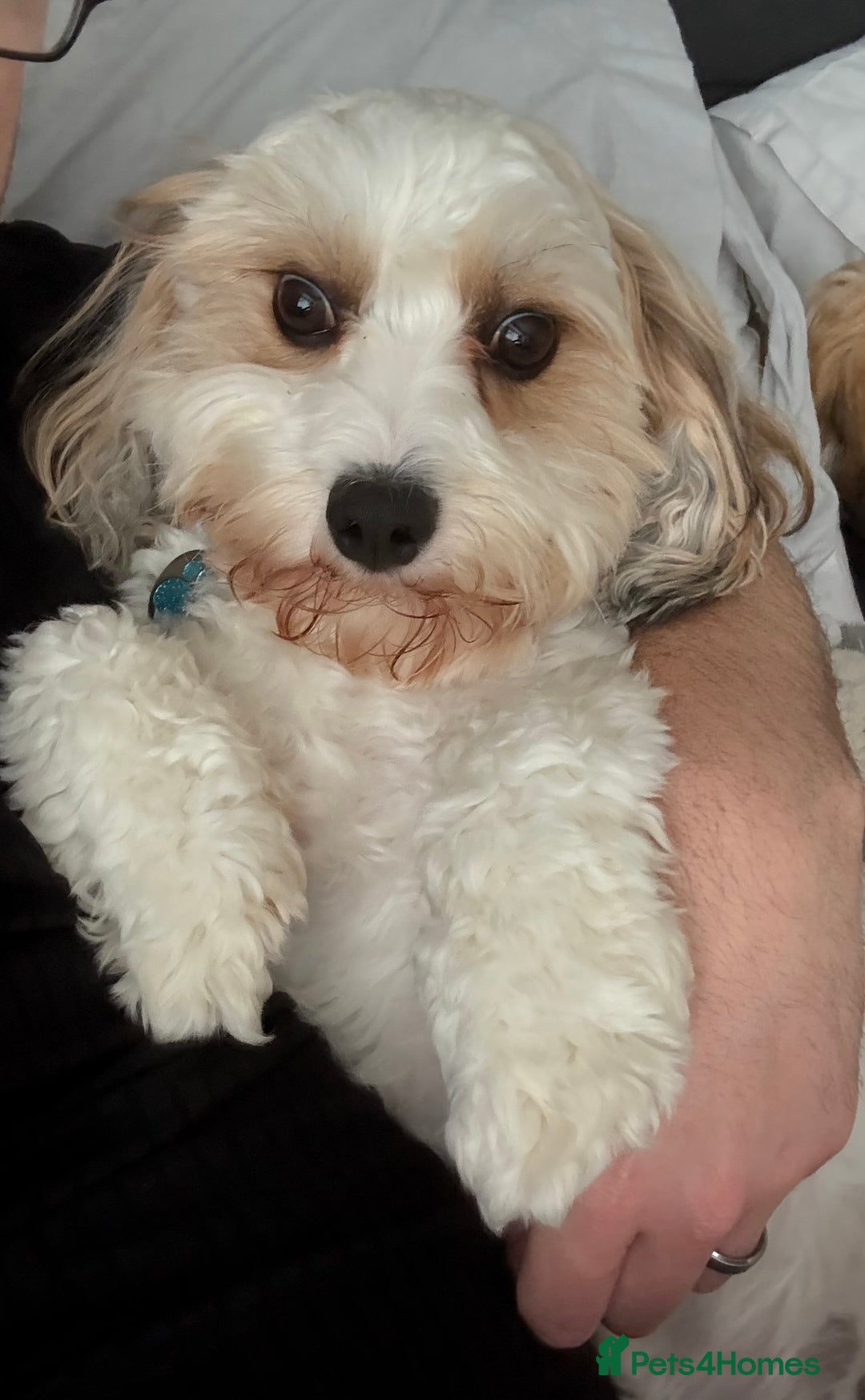 Cavachon dogs for sale: Ralphie (Neutered Cavachon)  - Image 4