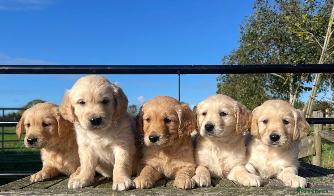 Golden Retriever dogs for stud: Golden Retriever Stud Dog Dual Purpose  - Image 8