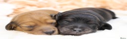 Miniature Dachshund dogs for sale: KC Miniature Dachshund Longhair Puppies - Advert 17