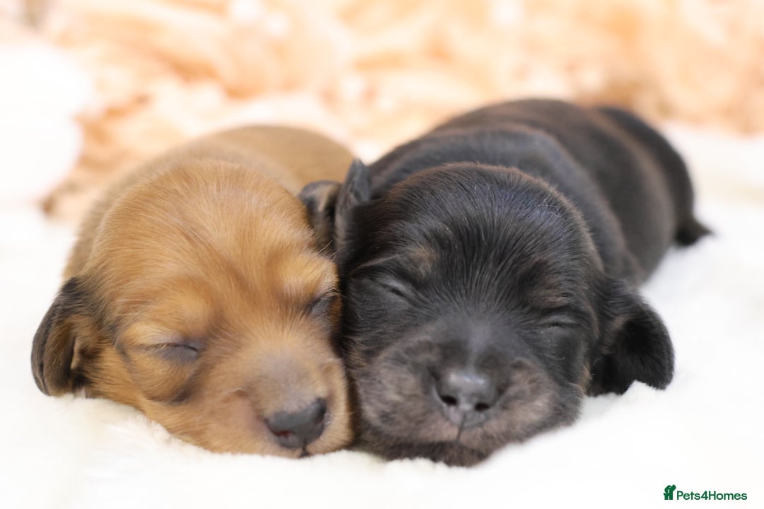 Miniature Dachshund dogs for sale: KC Miniature Dachshund Longhair Puppies - Advert 17