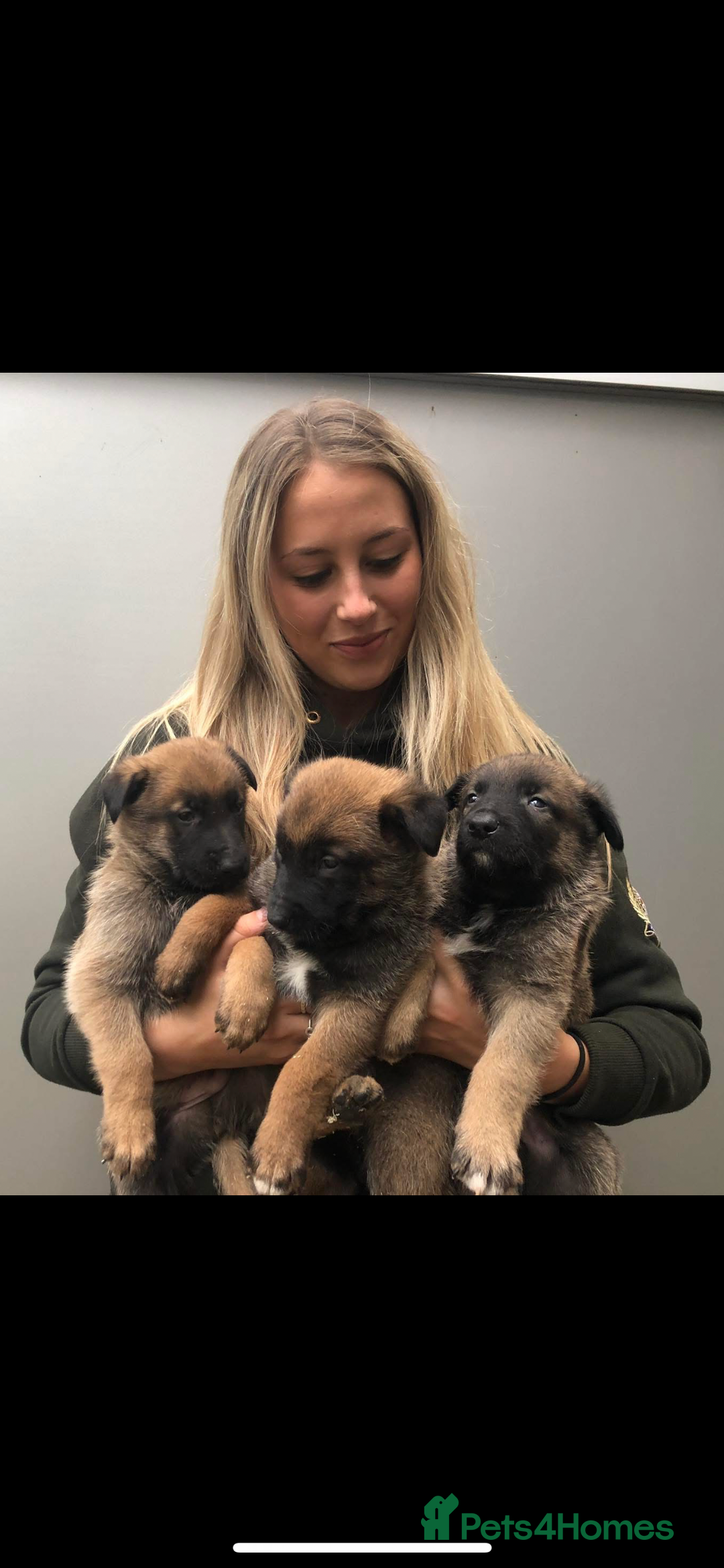 Belgian Shepherd Dog dogs for sale: Malinois pups - Lincoln - Image 1