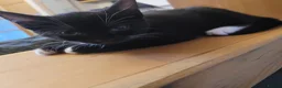 Mixed Breed cats for sale: Kittens for sale  in Gloucester - Advert 4