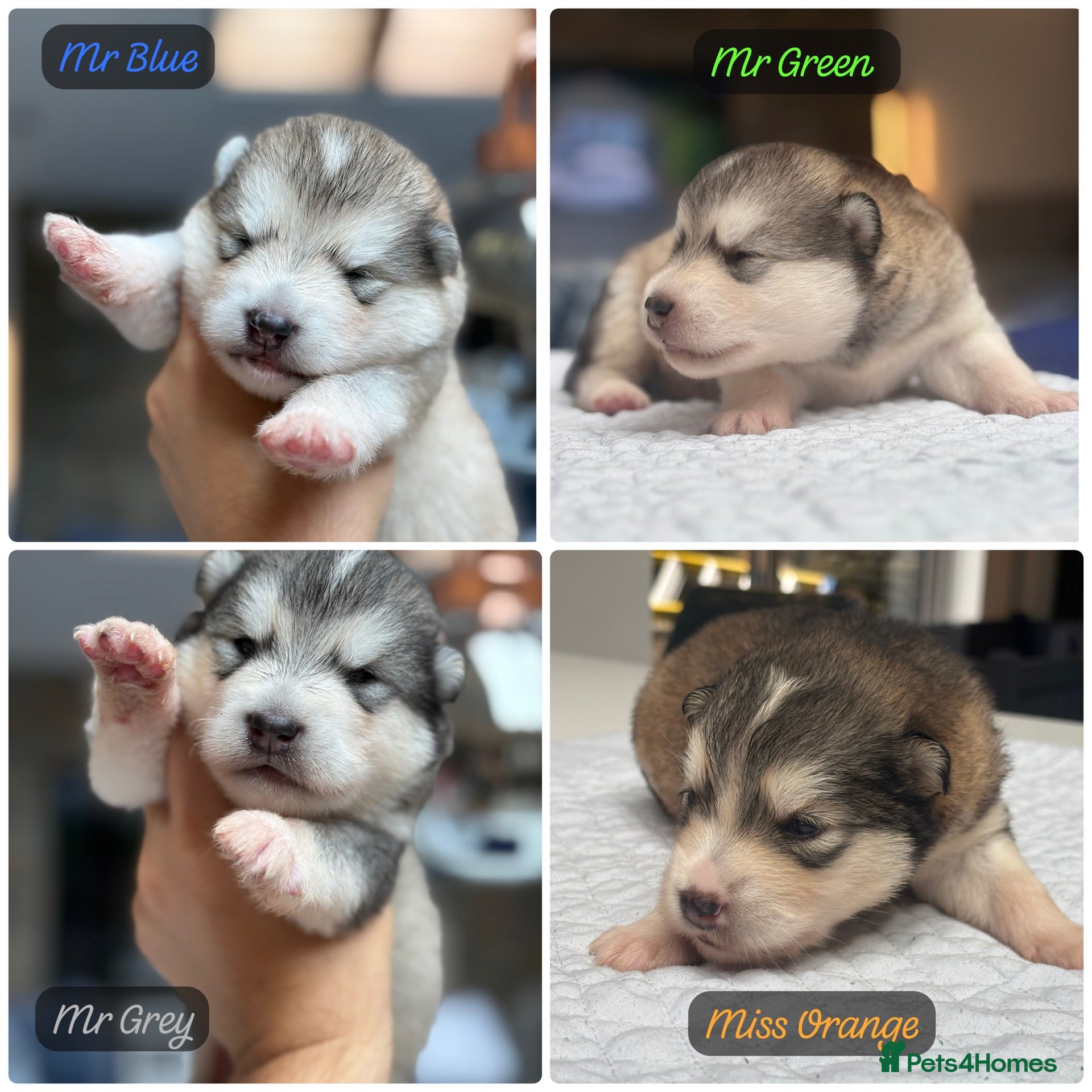 Alaskan Malamute dogs Behaviourist Raised Malamute Champion Line Pups  - Advert 1