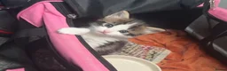 Domestic Shorthair cats for sale: Beautiful long haired tabby kittens  - Advert 17