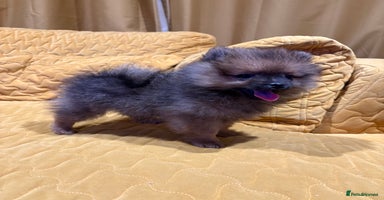 Pomeranian dogs - Advert 13