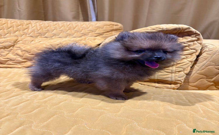 Pomeranian dogs - Advert 3