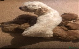 Maltipoo dogs for sale: Extensively DNA tested clear maltipoos - Image 6