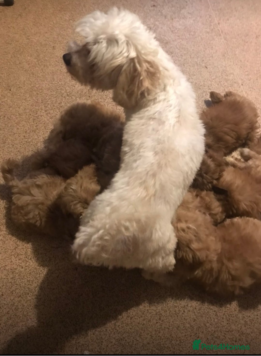 Maltipoo dogs for sale: Extensively DNA tested clear maltipoos - Image 6