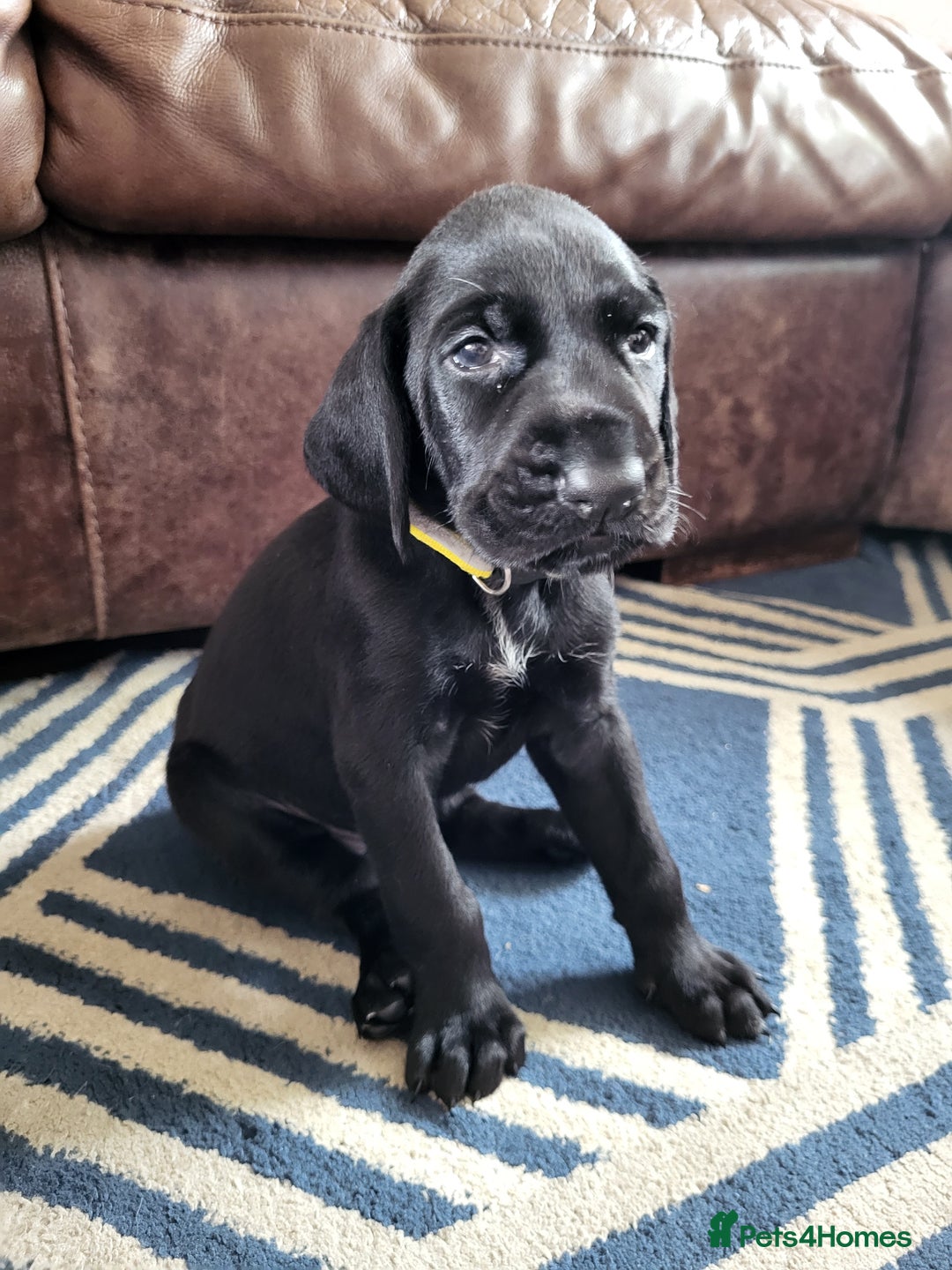 German Wirehaired Pointer dogs for sale: German Wirehaired Pointer puppies! - Image 7