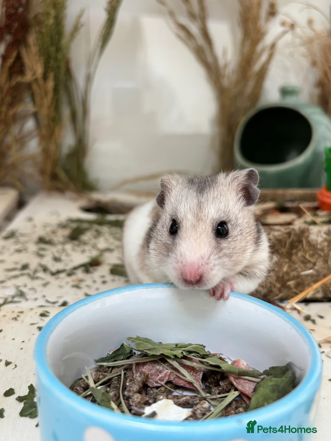 Hamster rodents for sale: Lovely hamster looking for new home 🩷 in Lewes - Advert 4