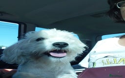 Bichon Frise dogs for adoption: ALBANO, a Lovely Bichon Boy - for a Loving Home - Image 10