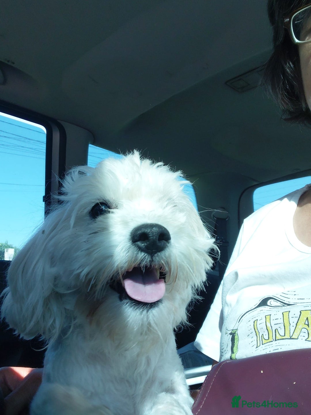 Bichon Frise dogs for adoption: ALBANO, a Lovely Bichon Boy - for a Loving Home - Image 10