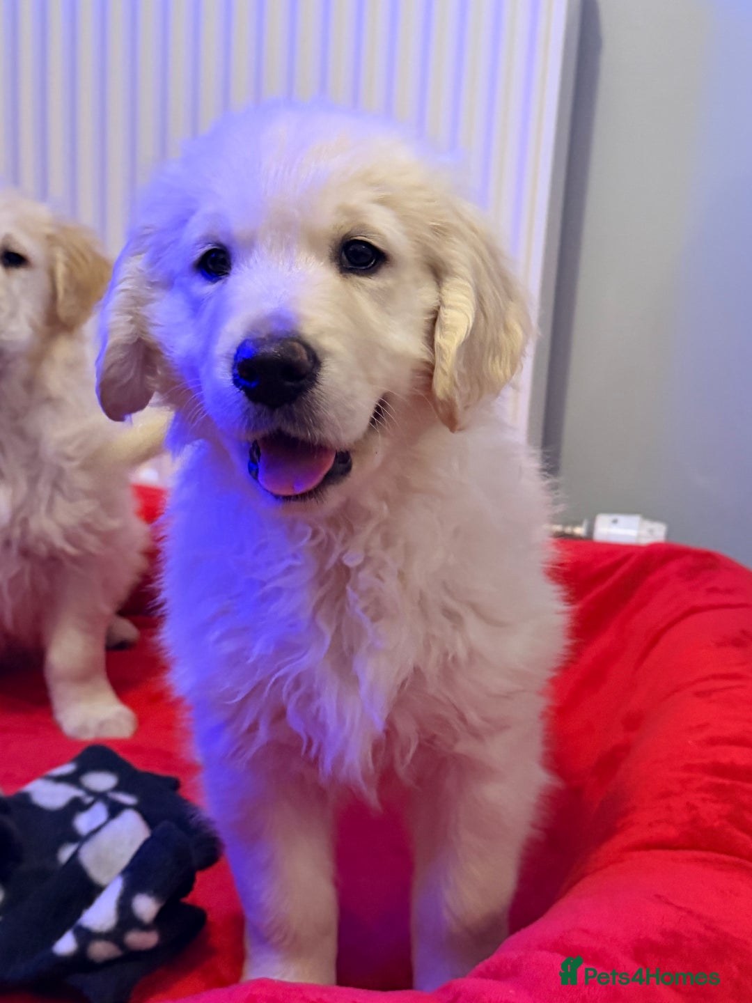 Golden Retriever dogs for sale: Fluffy Bears ready to go. Xx - Advert 14