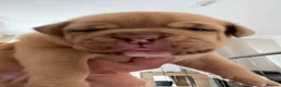 Dogue De Bordeaux dogs for sale: Beautiful chunky Douge de Bordeaux pups - Advert 21