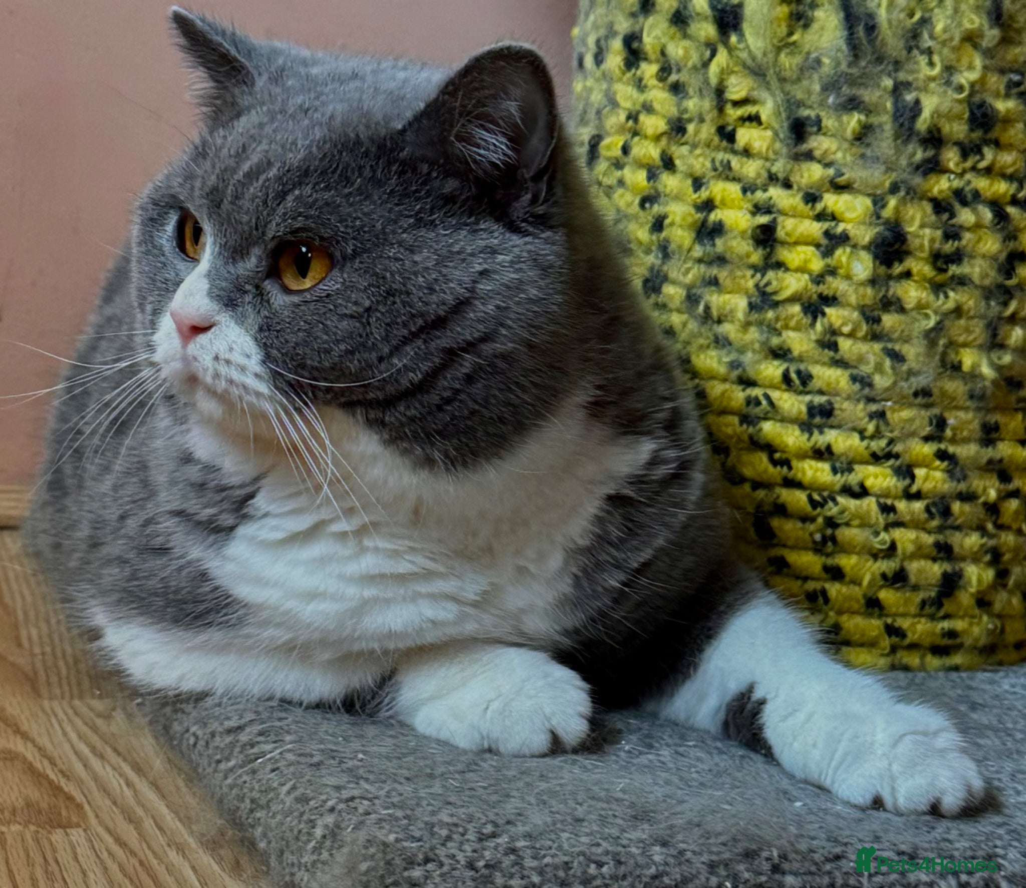 British Shorthair cats Stunning Pedigree GCCF BSH male for stud!! - Advert 8