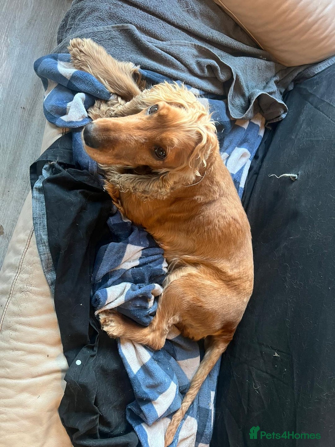 Cockapoo dogs for sale: Cocker spaniel/ cocapoo  - Advert 4