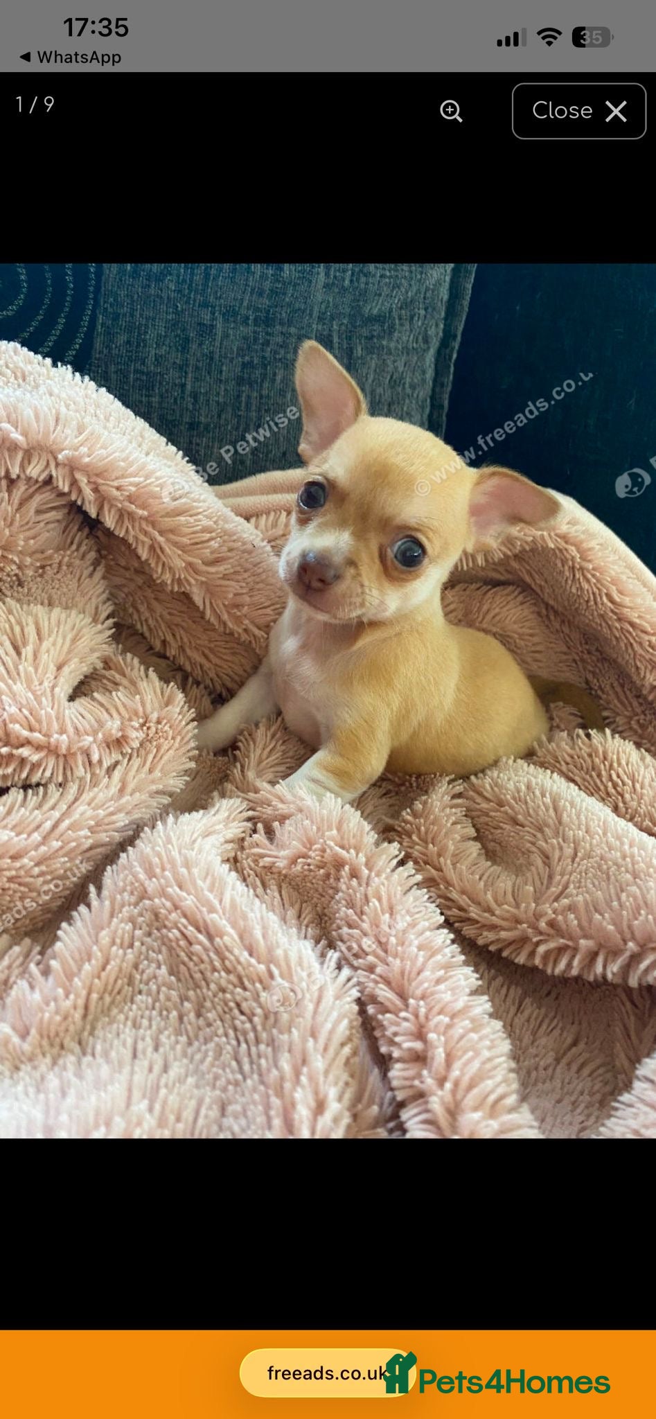 Chihuahua dogs Beautiful little Chihuahua Puppy 8 weeks old  - Advert 1