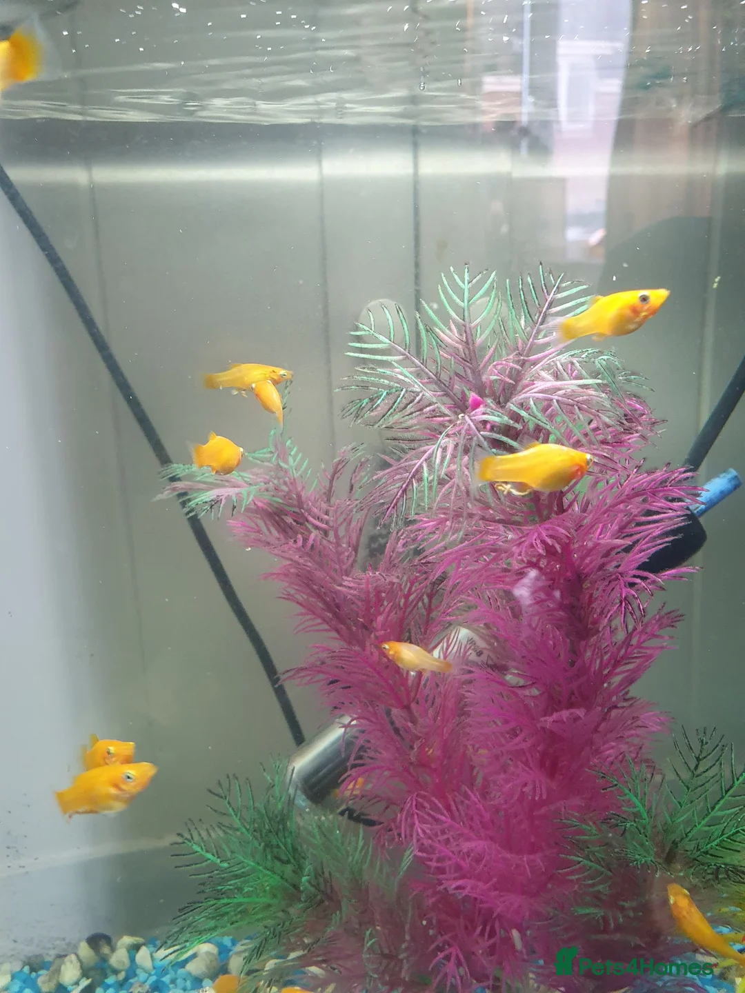 Mollies fish for sale: Baby Molly fish ready for new homes in Colchester - Advert 1