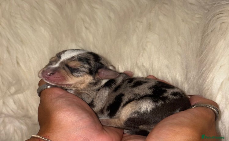 Chiweenie dogs - Advert 1