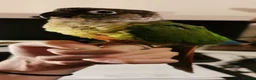 Conures birds for sale: Bertie the 17 year old Female Green Cheek in Driffield - Advert 3