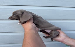 Miniature Dachshund dogs for sale: Miniature Dachsund Puppies (licensed breeder) - Image 15