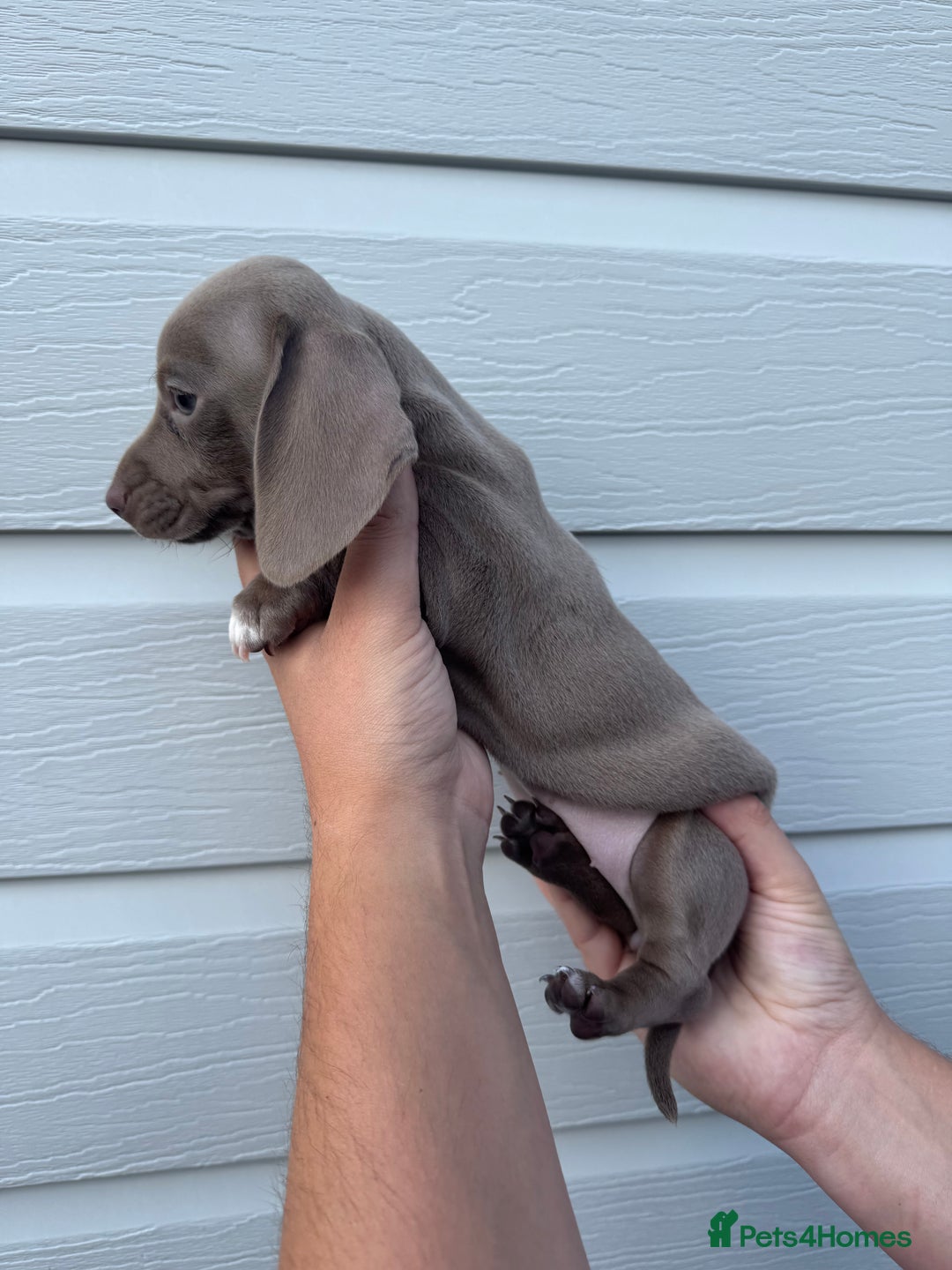 Miniature Dachshund dogs for sale: Miniature Dachsund Puppies (licensed breeder) - Image 15