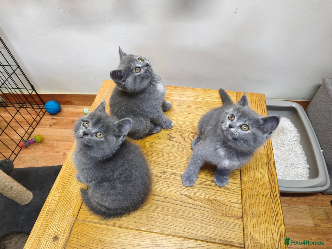British Shorthair cats for sale: British Shorthair Kittens Imported Parents  - Advert 20