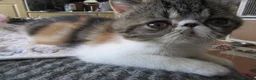 Exotic cats for sale: Super sweet Exotic female kitten READY NOW - Advert 23