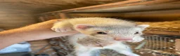 Ferret rodents for sale: Ferret for sale  in Gravesend - Advert 2