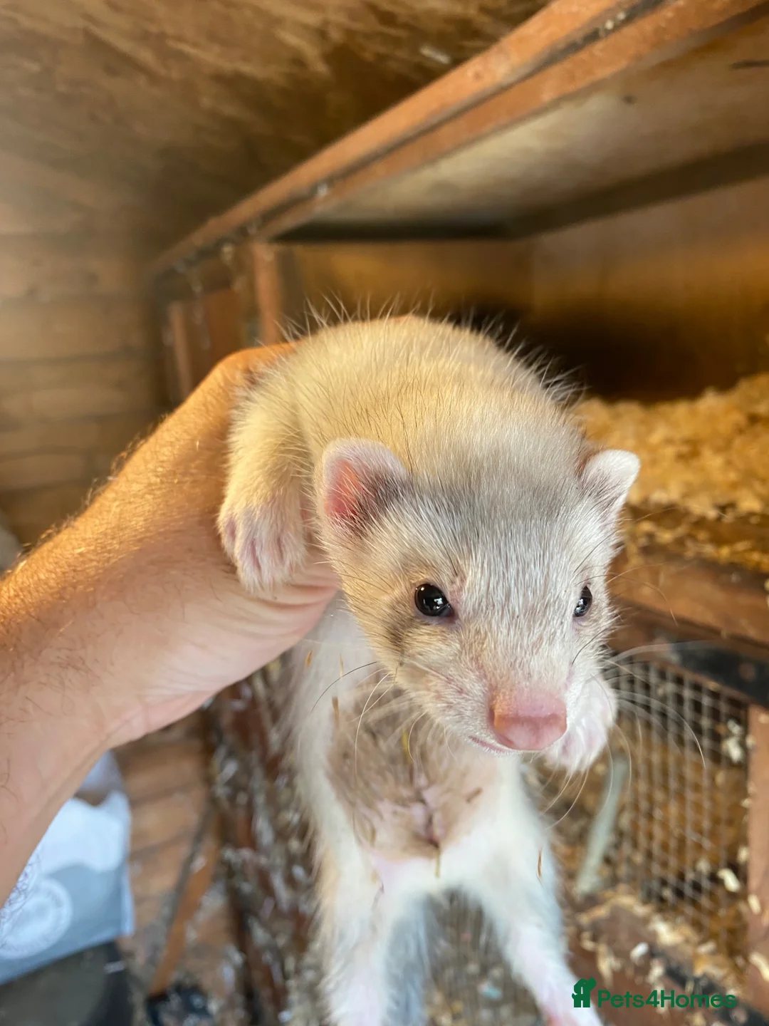 Ferret rodents for sale: Ferret for sale  in Gravesend - Advert 2