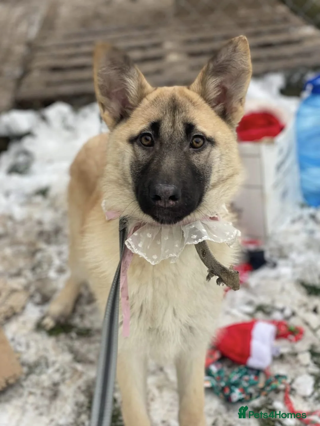 Mixed Breed dogs for adoption: ❤️JILLY❤️ 8 months old gentle puppy girl - Advert 1