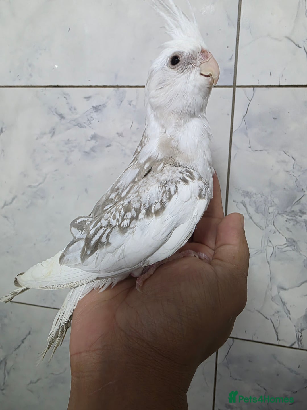 Cockatiels birds for sale: Silly hand tamed baby cockatiels for sale  - Advert 15