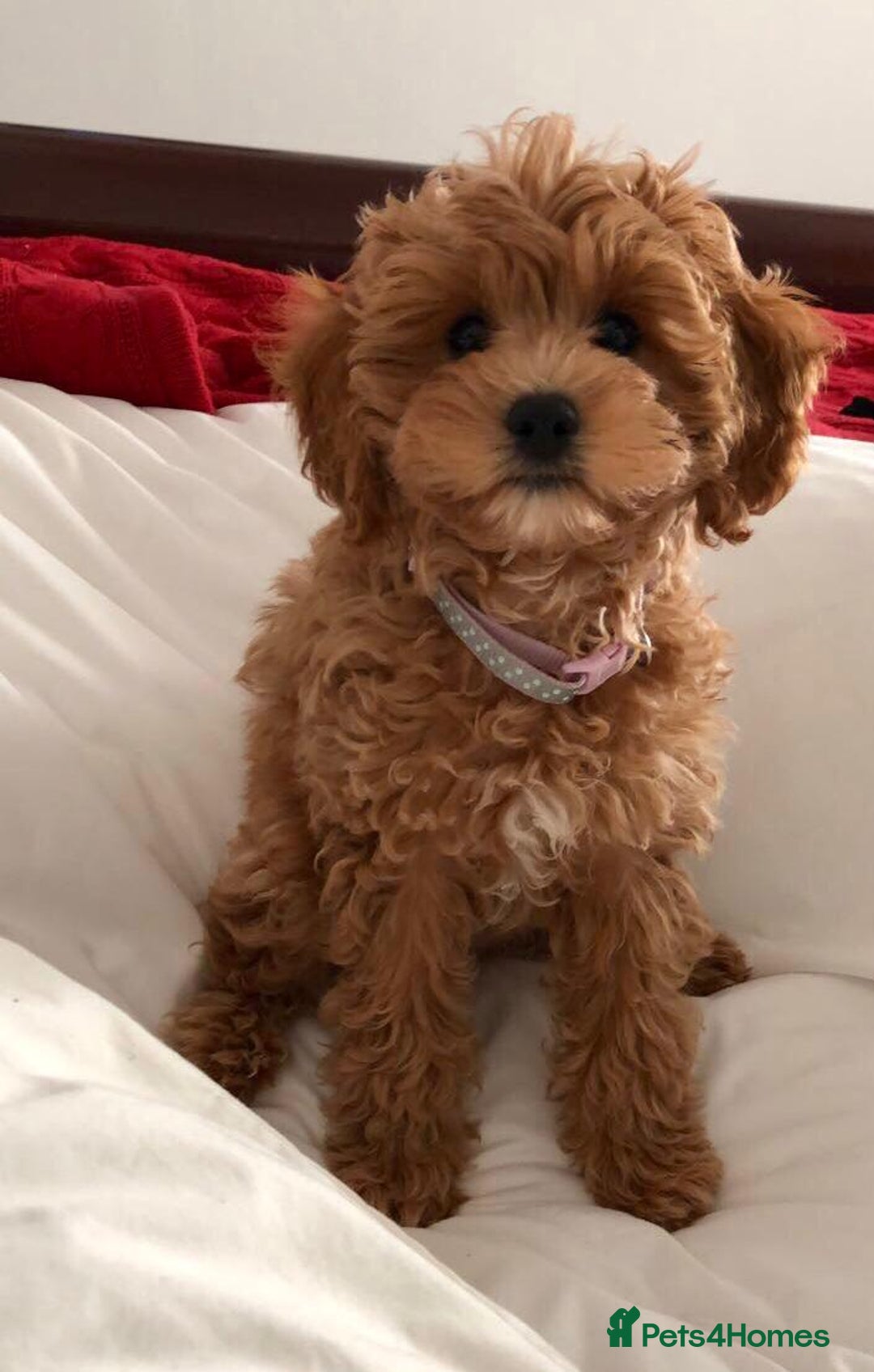 Toy Poodle dogs for stud: Red Toy Poodle stud in Crymych - Advert 9