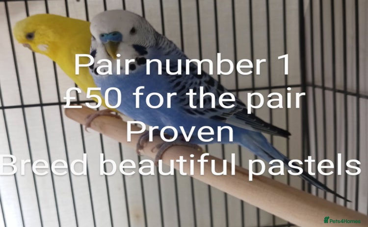Budgerigars birds - Advert 4