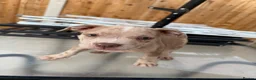 American Bully dogs for sale: Pocket bully puppies  - Advert 34