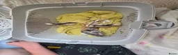 Rat rodents for sale: £10 rats ready for new homes - Advert 3