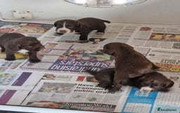 Sprocker dogs for sale: Beautiful sprocker puppies - Advert 1