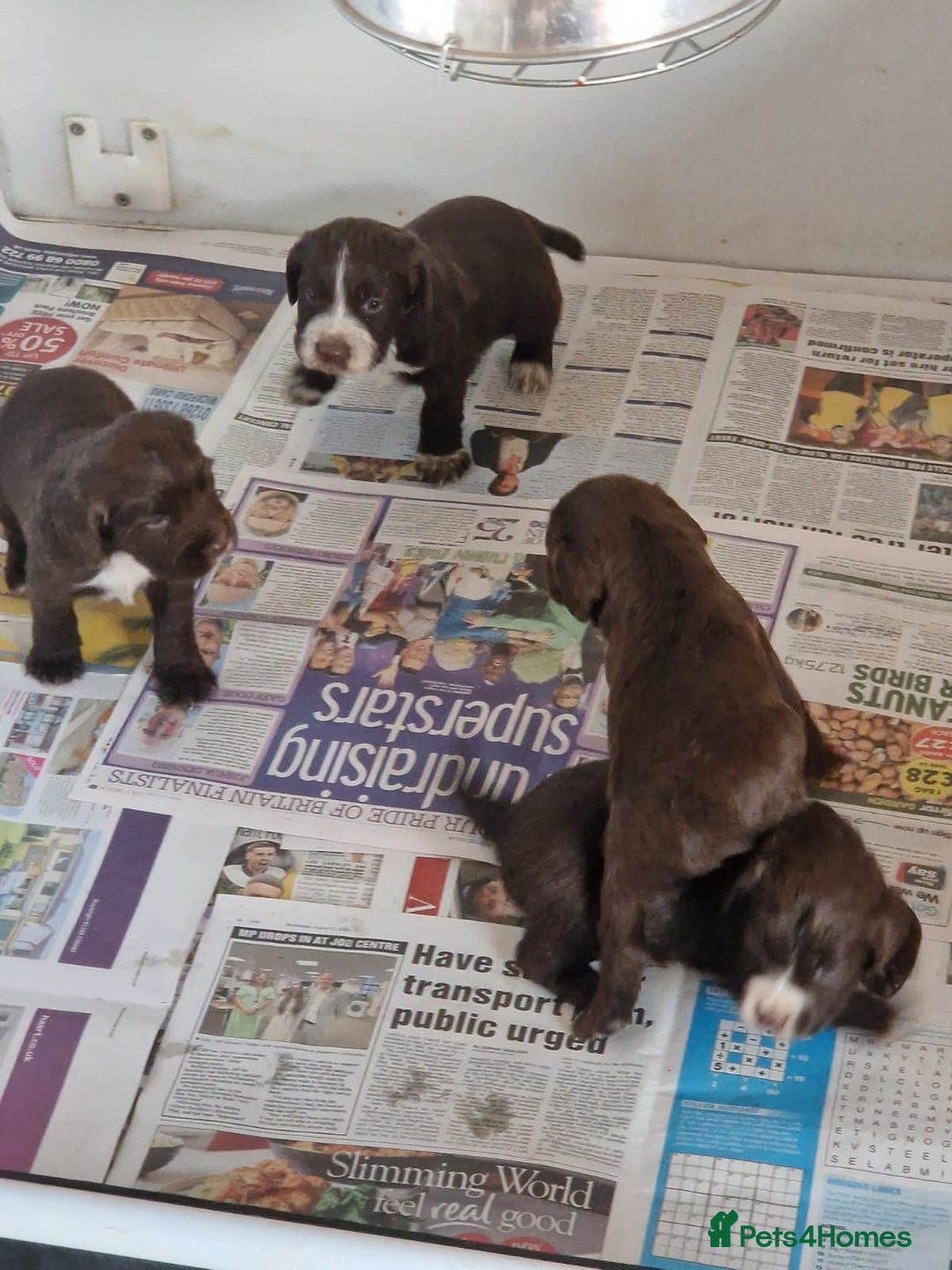 Sprocker dogs for sale: Beautiful sprocker puppies - Advert 1