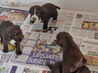 Sprocker dogs for sale: Beautiful sprocker puppies - Advert 1