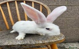 Continental Giant rabbits for sale: Pure breed continental giant female  - Image 5